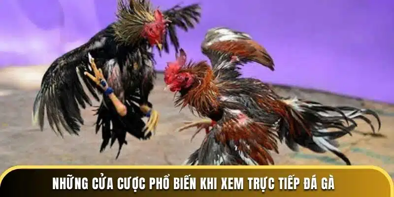 Những cửa cược phổ biến khi xem trực tiếp đá gà 