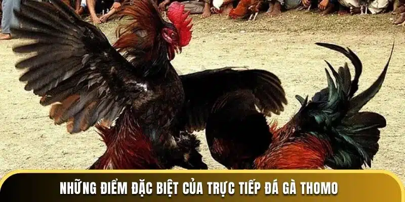 Những điểm đặc biệt của trực tiếp đá gà Thomo