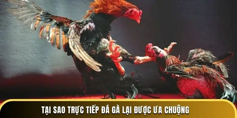 Tại sao trực tiếp đá gà lại được ưa chuộng 