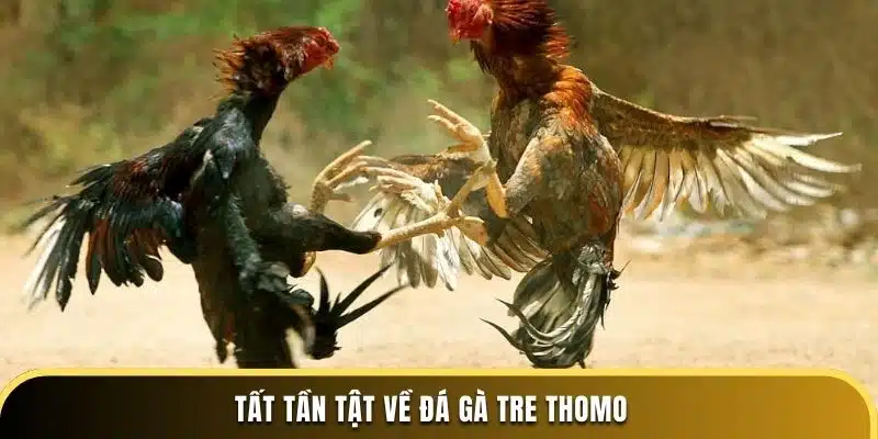 Tất tần tật về đá gà tre Thomo