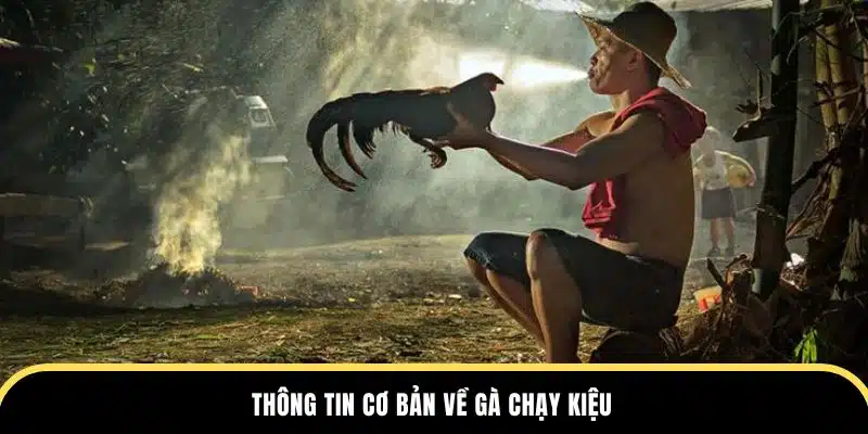 thông tin cơ bản về gà chạy kiệu ở nhà cái đá gà thomo