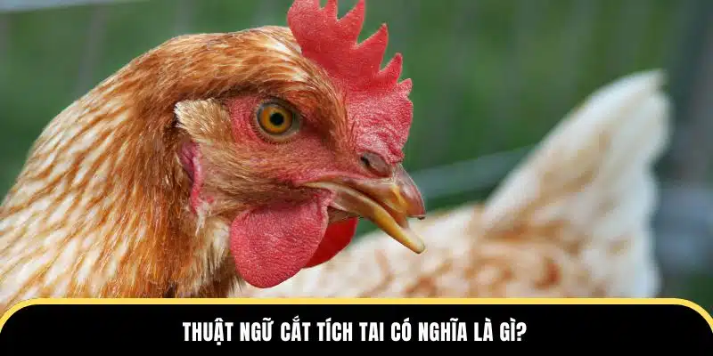 Thuật ngữ cắt tích tai có nghĩa là gì tại dagathomo?
