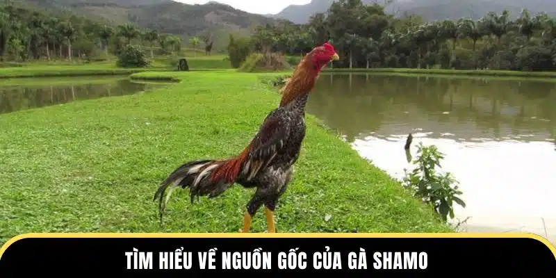 Tìm hiểu về nguồn gốc của gà Shamo