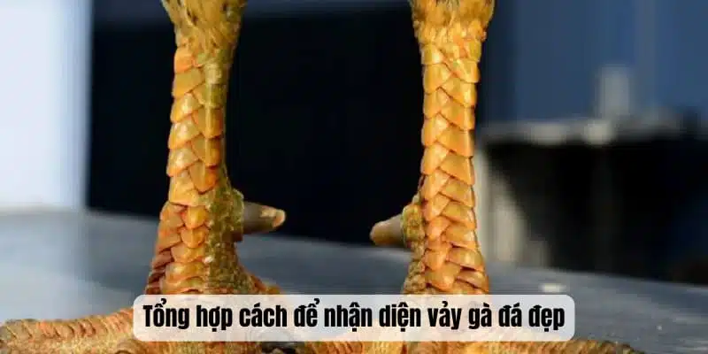 Tổng hợp cách để nhận diện vảy gà đá đẹp