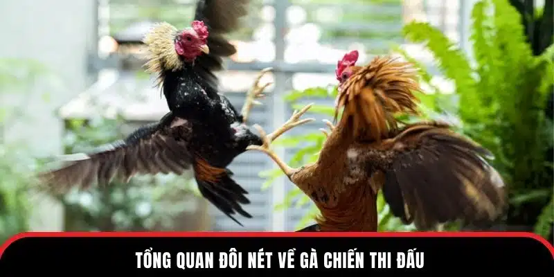 Tổng quan đôi nét về gà chiến thi đấu