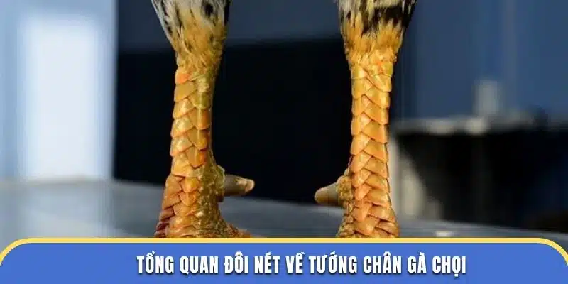 Tổng quan đôi nét về tướng chân gà chọi tại Nhà Cái Đá Gà Thomo