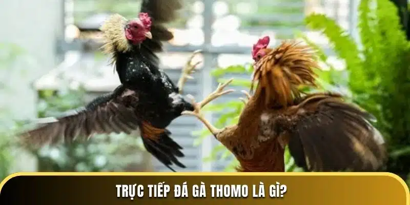 Trực tiếp đá gà Thomo là gì?