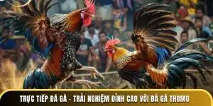 trực tiếp đá gà trải nghiệm đỉnh cao với đá gà thomo