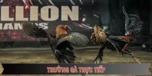 trường gà trực tuyến đầy thú vị tại đá gà thomo