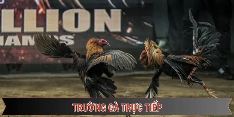 trường gà trực tuyến đầy thú vị tại đá gà thomo