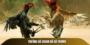 Trường gà savan đá gà thomo