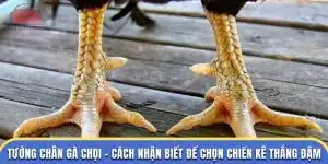 tướng chân gà chọi tại đá gà thomo