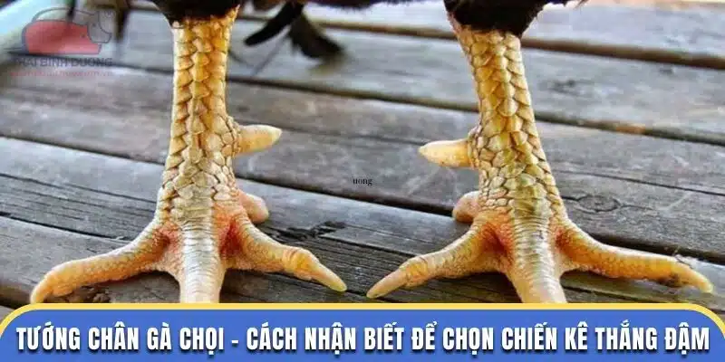 tướng chân gà chọi tại đá gà thomo
