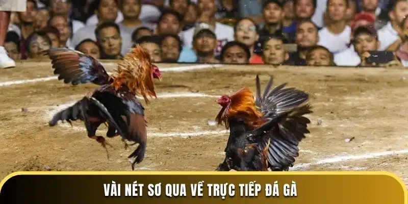 Vài nét sơ qua về trực tiếp đá gà